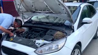 Iğdır’da bir kuş “tam kapanma” boyunca çalışmayan aracın motoruna yuva yaptı