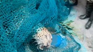 Hindistan'da eve leopar girdi