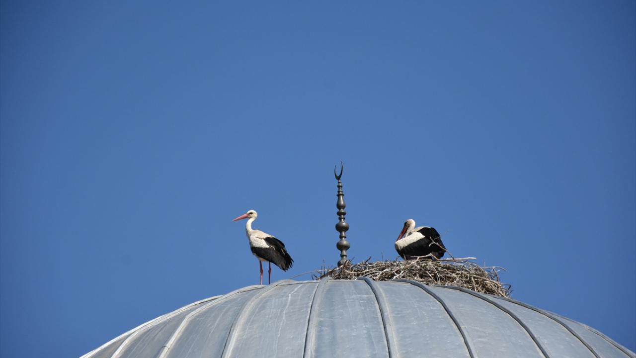"Leylekler ilçemizin maskotu oldu"