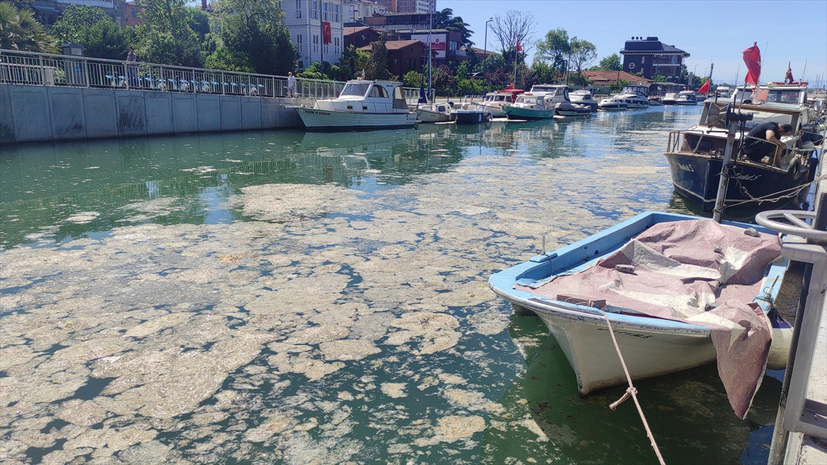 "Bir an önce müdahale edilmesi lazım"