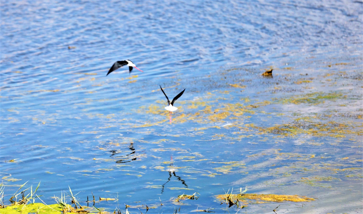 "Türkiye`nin en önemli kuş göç yollarından biri Erzurum Ovası"