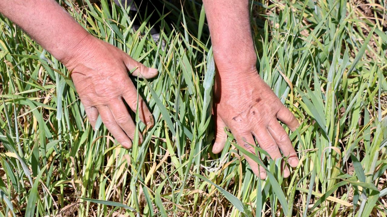 "Bayram öncesinde bir iki gün yaşanan sıcak hava kuraklığı artırdı"