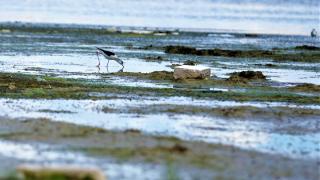 Göçmen kuşlar Erzurum Ovası'nda mola veriyor