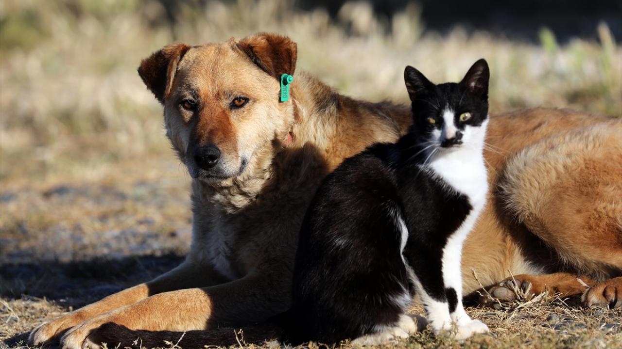 Kedi ile köpeğin dostluğu TRT Haber Foto Galeri