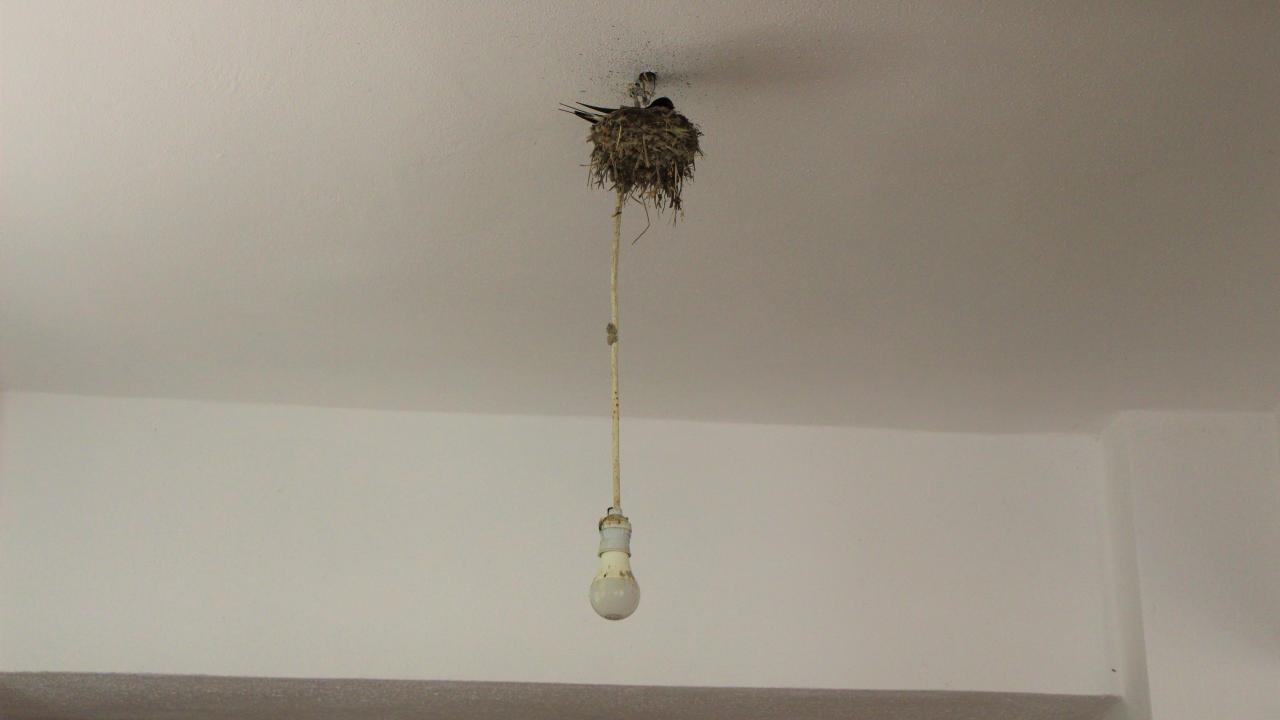 "Lambaları kesinlikle yakmıyoruz” 