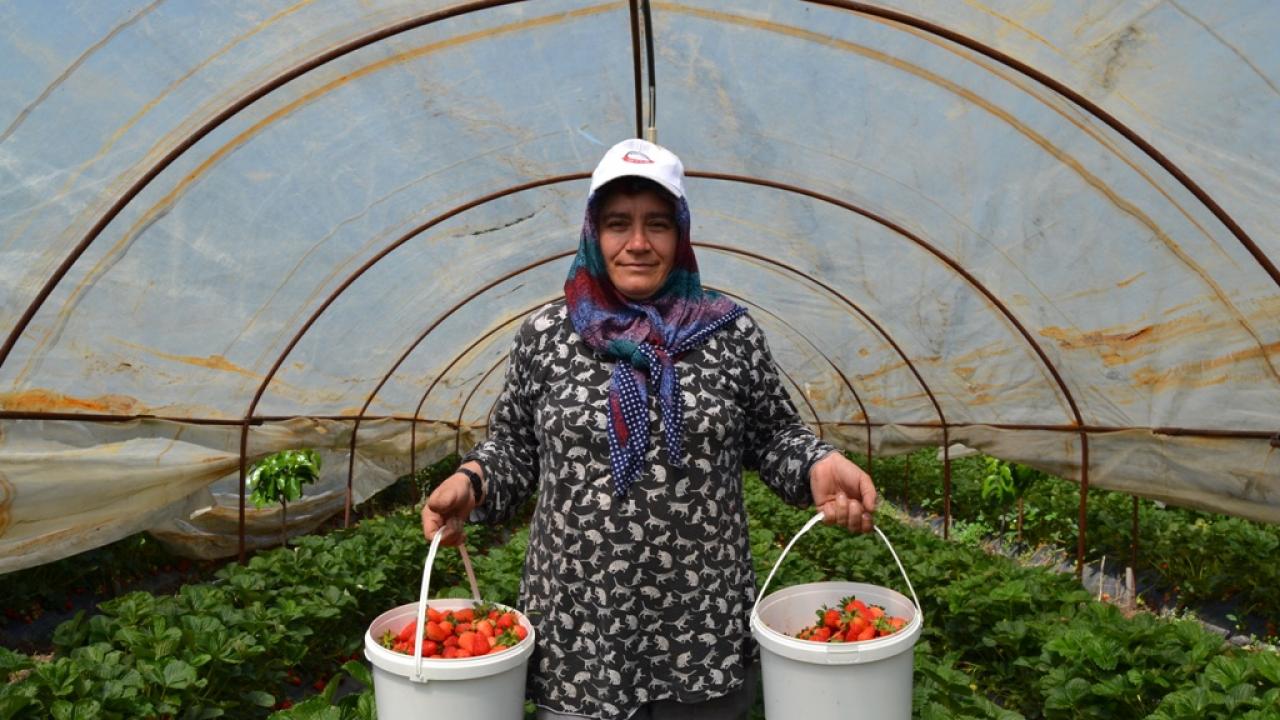 Yalova'nın yediveren "Sermayecik çileği"nde ilk hasat başladı
