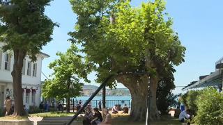 Çengelköy'ün 184 yıllık tarihi çınar ağacı yeniden canlandı