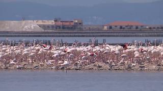 İzmir Kuş Cenneti'nde 18 bin flamingo kuluçkada
