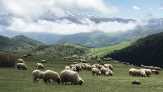 Karadeniz’in önemli turizm merkezlerinden biri: Giresun