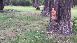 Tokat'ta piknikçilerin doğa katliamı kamerada