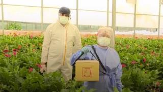 Sağlık çalışanları aşılama için sera ve tarlalarda mesaide