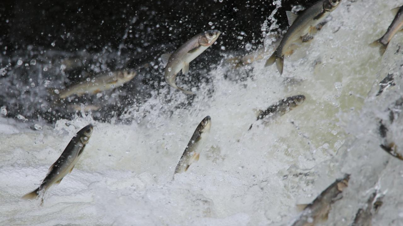 "Balıklar yumurtalarını gölün tuzlu sularına bırakamıyor"