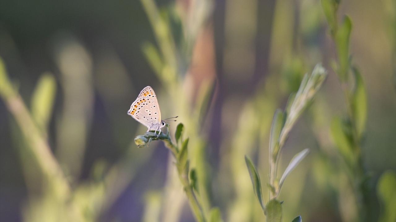 "Anadolu parsının milli parkta yaşadığı söyleniyor"