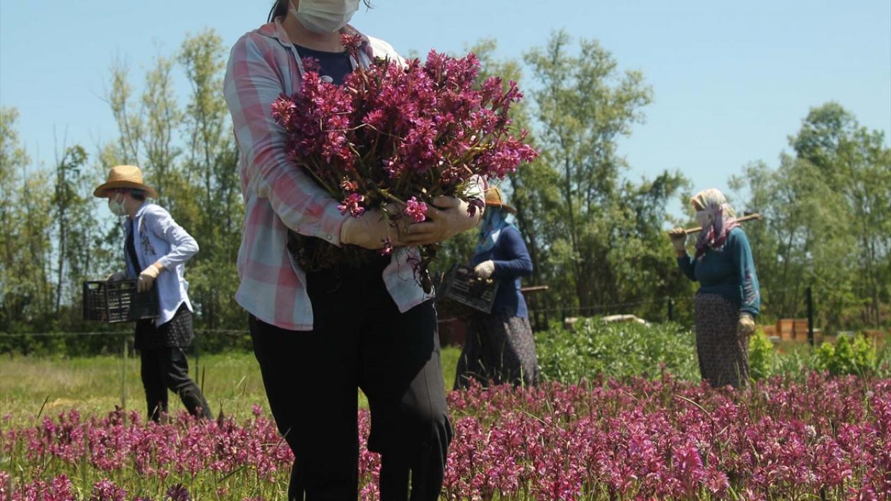 "Bu yıl 30 veya 35 ton rekoltemiz olacak"