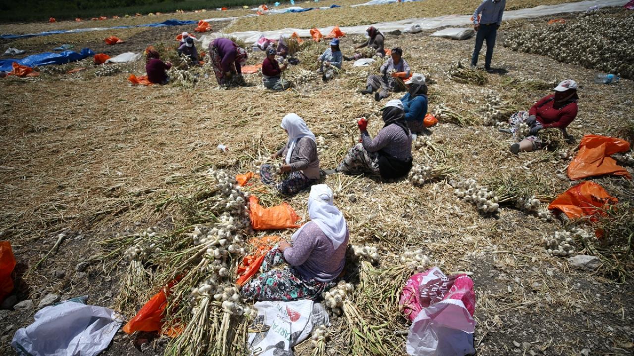 "Sarımsağımızın kalitesi çok güzel ama pek tanınmadığı için bilinmiyor"