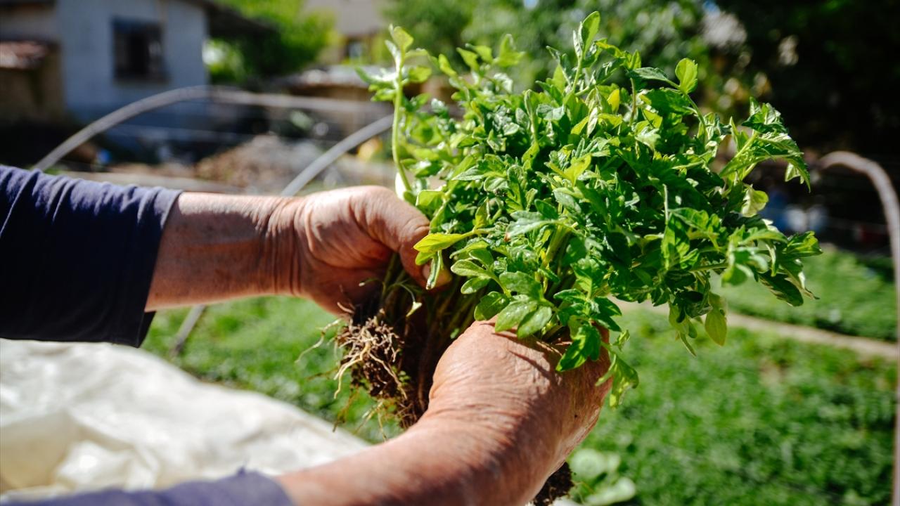 "Diğer fidelerde aynı lezzeti bulamıyoruz"