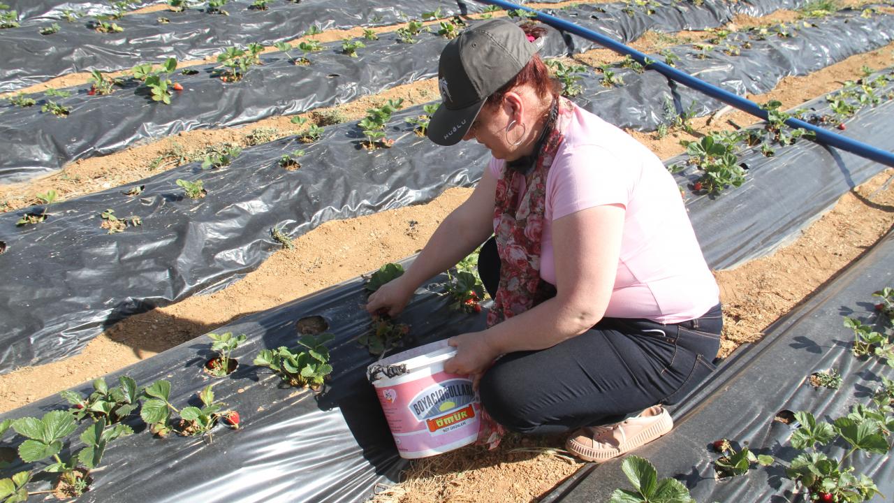 "İlk hasat bitmek üzere"