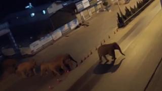 Çin'de yolunu kaybeden fil sürüsü şehri gezdi