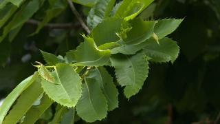 Kestanede verimi düşüren gal arıları ile biyolojik mücadele başlatıldı