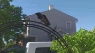 Kargalar güvenlik görevlisine saldırdı