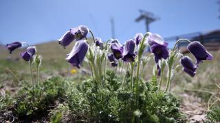Palandöken Dağı ters lalelerle renklendi