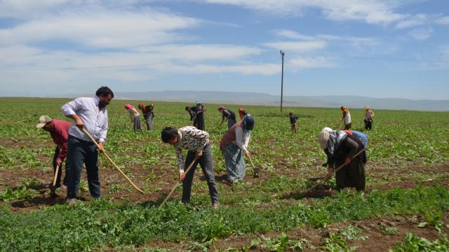Tarım işçilerinin Muş Ovasındaki mesaisi başladı