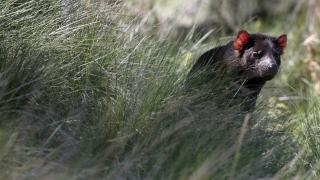 Avustralya ana karasında 3 bin yıl sonra tazmanya canavarı dünyaya geldi