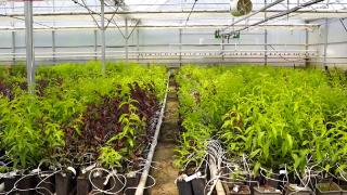 Modern seralarda topraksız tarım yöntemiyle fidan üretiliyor