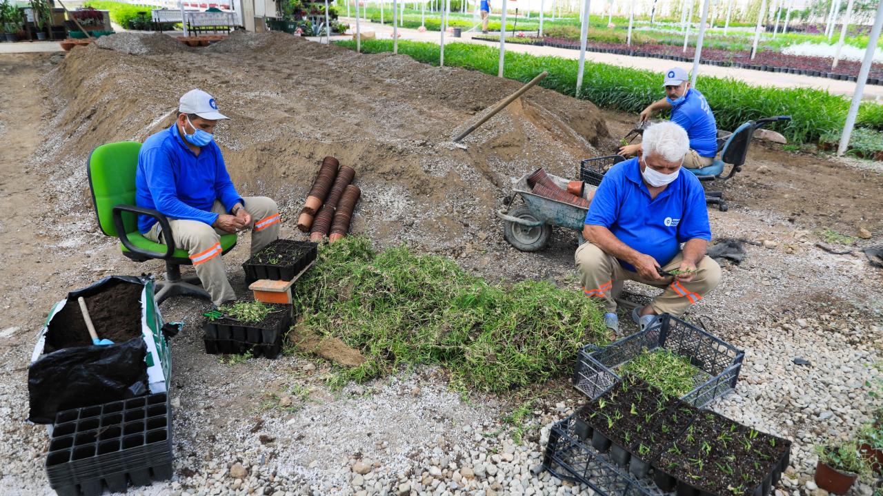 10 kişi 1 milyon dal çim üretti