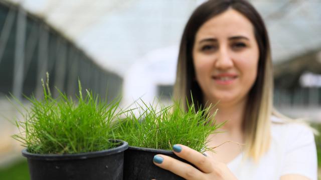 Antalyada kuraklığa dayanıklı çim üretildi
