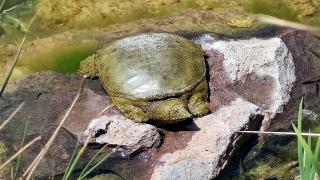 İstanbul'da nesli tükenmekte olan 'Fırat kaplumbağası' bulundu