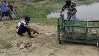 Hindistan'da timsahlar korkuttu