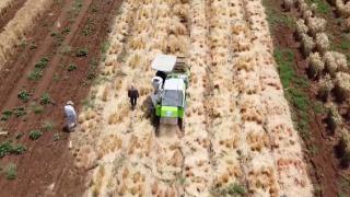 Adıyaman'da yerli tohum hasadı