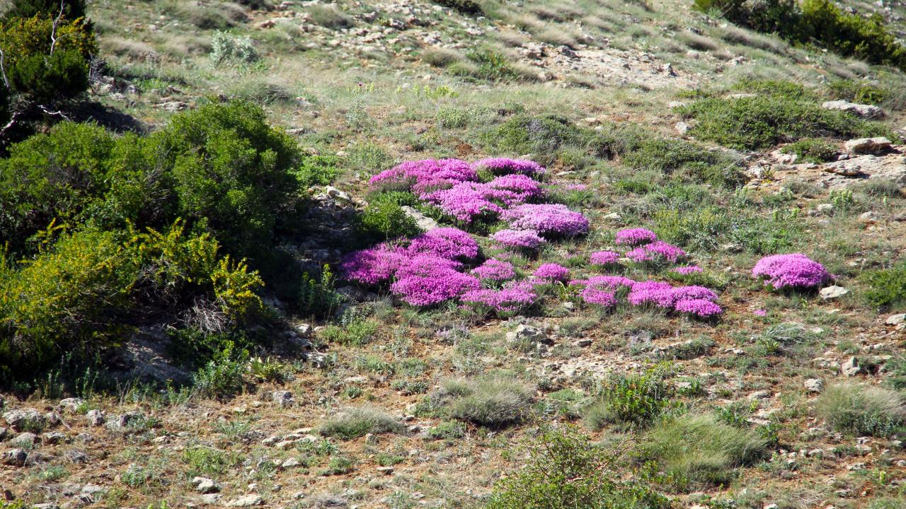 Sınırlı bölgelerinde görülebiliyor
