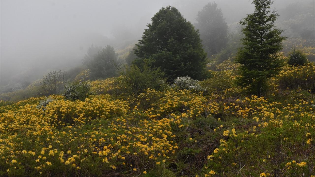 "Orman güllerini görünce yolda durduk"