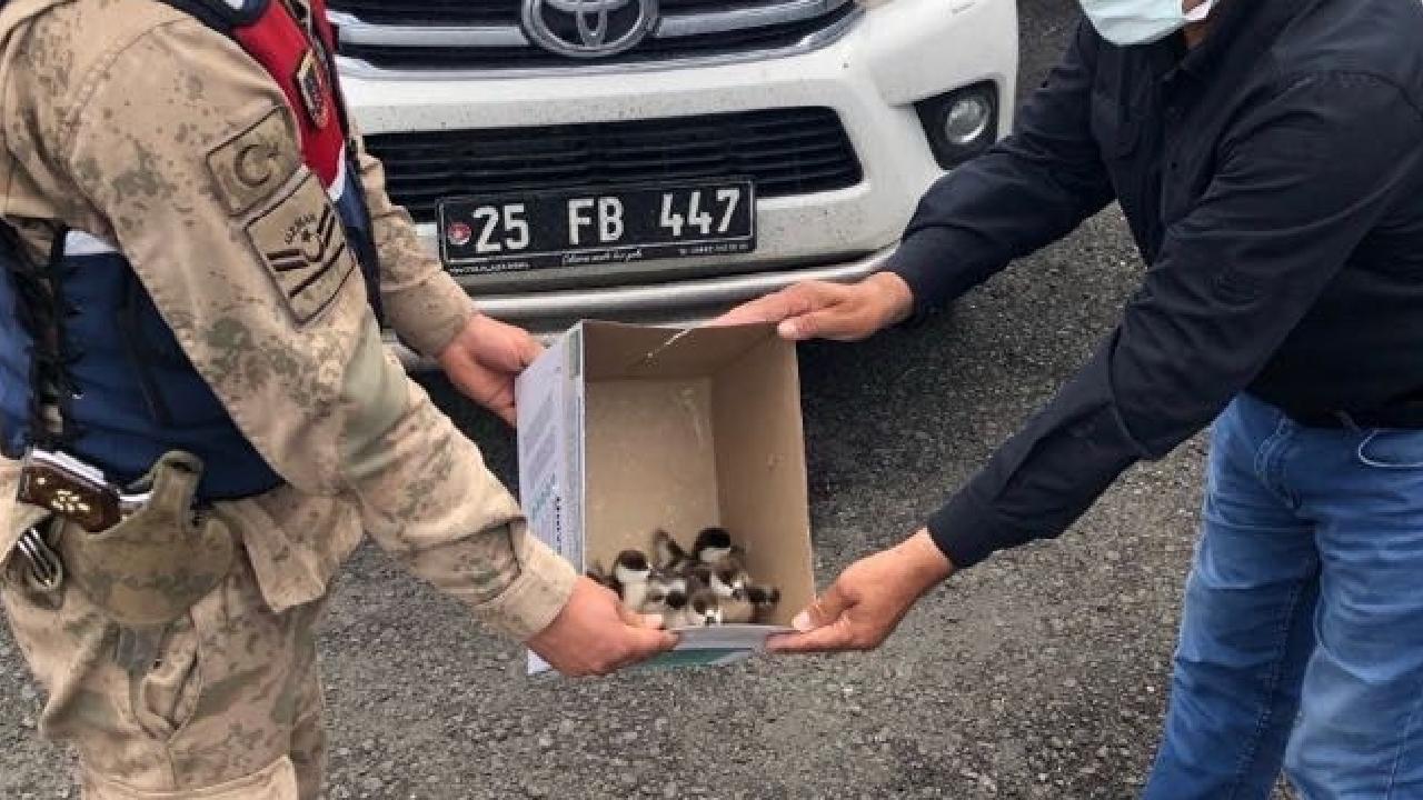 Ardahan'da sosyal medyada angut kuşlarını satmaya çalışan şüpheliye ceza