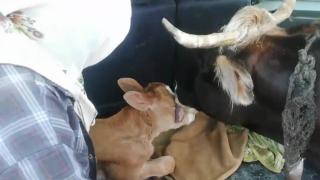 Anne inek yavrusunu bırakmadı