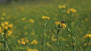 "Arı Merası Projesi" ile arıcılar yerleşik olarak faaliyet gösterebilecek