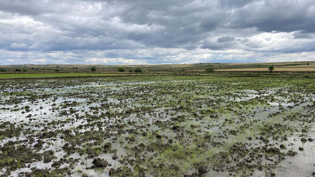 Türkiye'nin "çeltik ambarı" Edirne'de çeltik ekim mesaisi tamamlandı