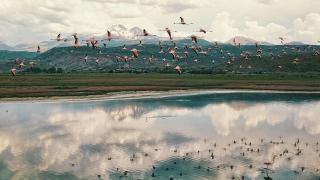 Sazlık alanda uçan flamingolardan görsel şölen