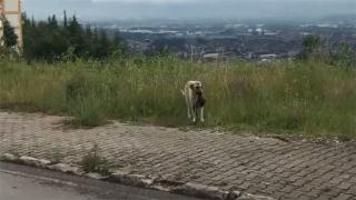 Çanta hırsızı köpekler