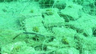 Akdeniz’in resif oluşturabilen tek mercan türü tehlike altında