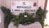 Mersin'de uyuşturucu operasyonu: 84 kök kenevir ele geçirildi