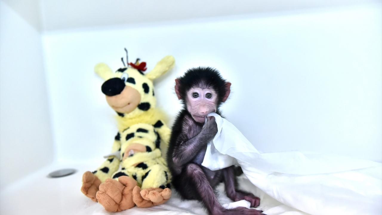 Doğa parkındaki keçinin sütüyle besleniyor