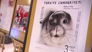 Avrupa Pulu Yarışması'nda Türkiye'yi Akdeniz foku Badem temsil edecek