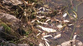 Sakarya'da toplu balık ölümlerinin sebebi araştırılıyor