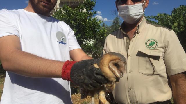 Aydında yaralı halde bulunan baykuş tedaviye alındı