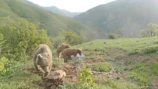 Boz ayı ailesinin banyo keyfi