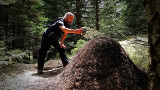 Uludağ'da dev karınca yuvaları