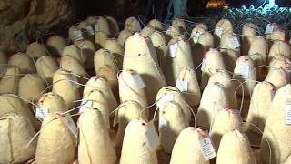 Yerli Rokfor 'Divle Obruk peyniri'